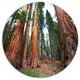 Three Sequoya Trees, African Landscape Round Metal Wall Art, 11"