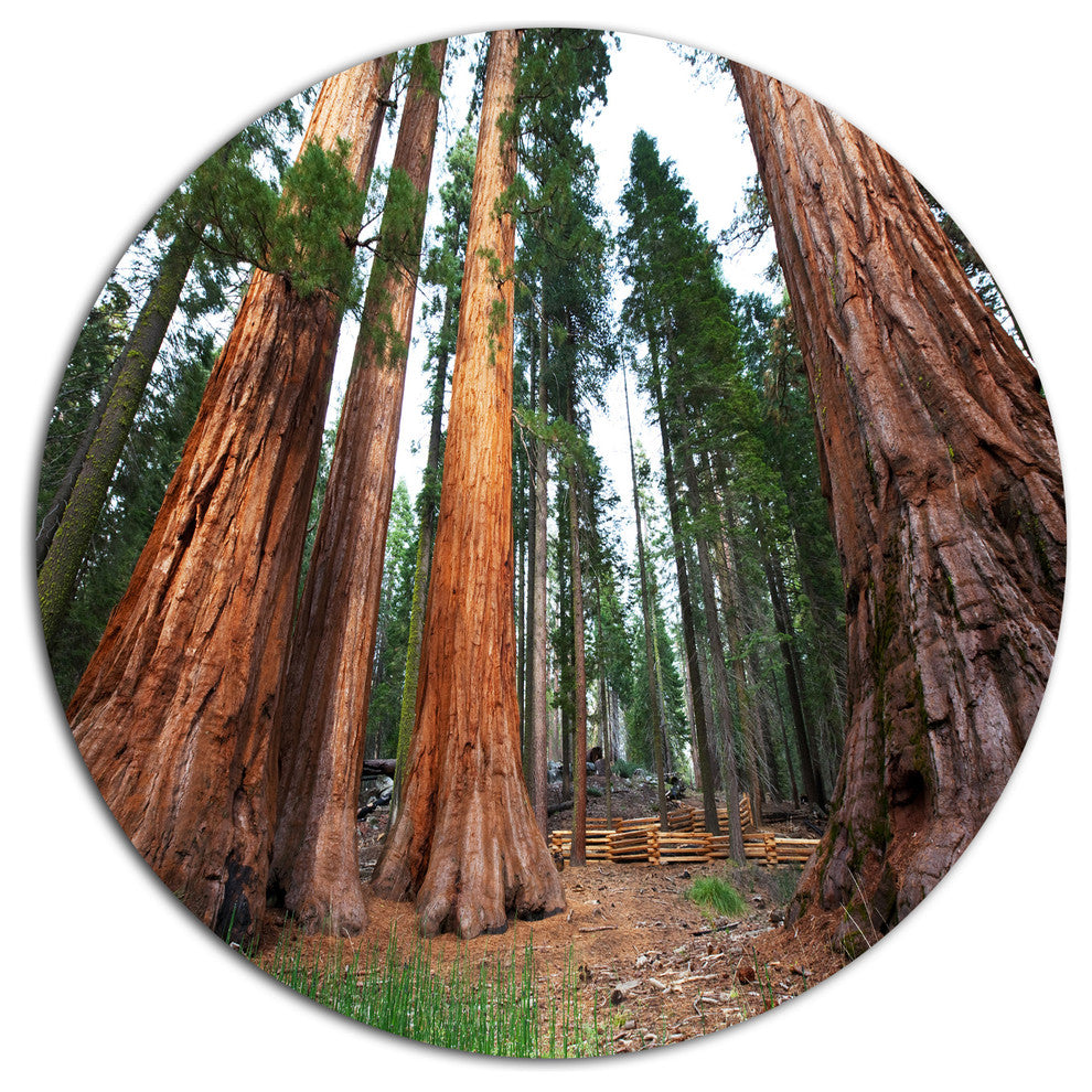 Three Sequoya Trees, African Landscape Round Metal Wall Art, 11"