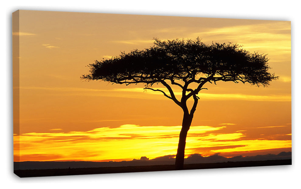 Beautiful Sunset Through Acacia Tree, African Landscape Canvas Print, 32"x16"