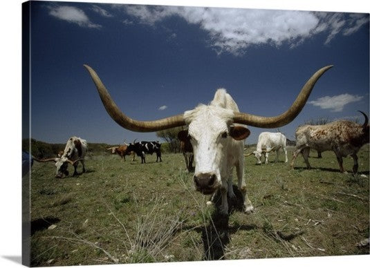 "Herd of Texas Longhorn cattle in a field" Canvas Art, 48"x32"x1.25"