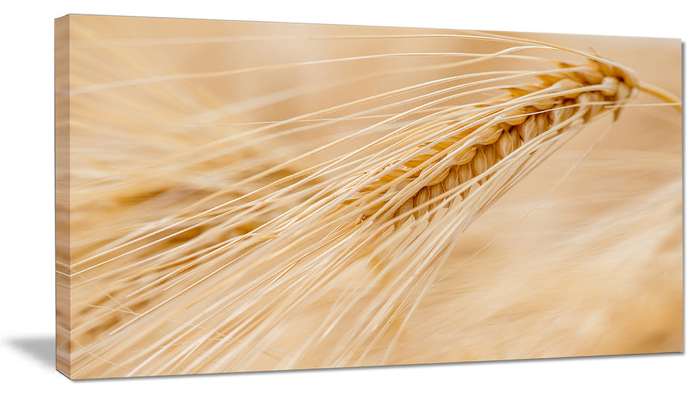 Cereal Plants Barley, Floral Canvas Art Print, 32"x16"