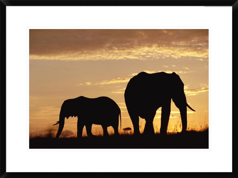 African Elephant Mother And Calf Silhouetted At Sunset, Kenya, 30"x22"