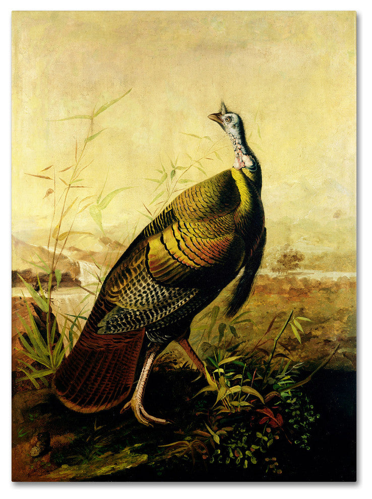'American Wild Turkey' Canvas Art by John James Audubon