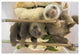 "Hoffmann's 2-toed Sloth babies, Aviarios Sloth Sanctuary" Paper Art, 26"x18"