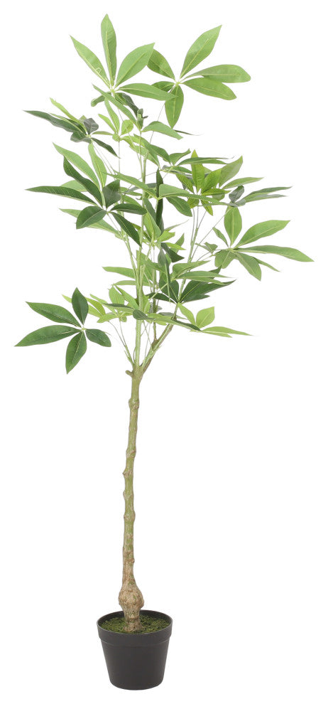 Coles Artificial Money Tree, Green, 23.6wx19.7dx47.2h