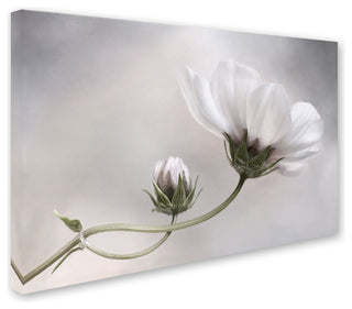 Mandy Disher 'Simply Cosmos' Canvas Art, 12x19