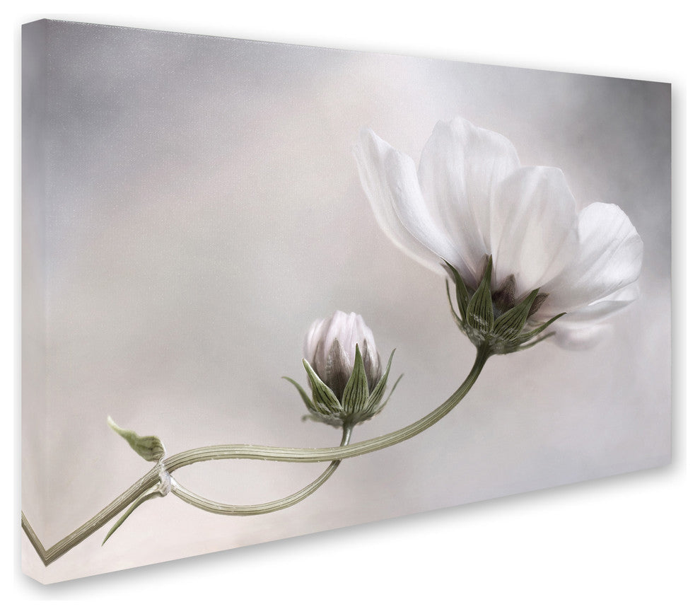 Mandy Disher 'Simply Cosmos' Canvas Art, 12x19