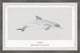 "Delphinus Delphis" Framed Painting Print, 30x20