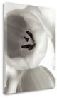 "Florison - 16" By Alan Blaustein, Giclee Print on Gallery Wrap Canvas