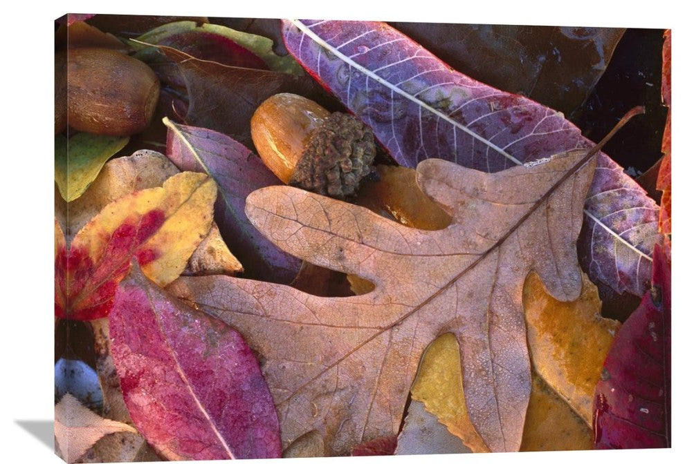 "Acorns, Oak, Cherry And Sumac, Fall, Petit Jean State Park, Arkansas" Artwork
