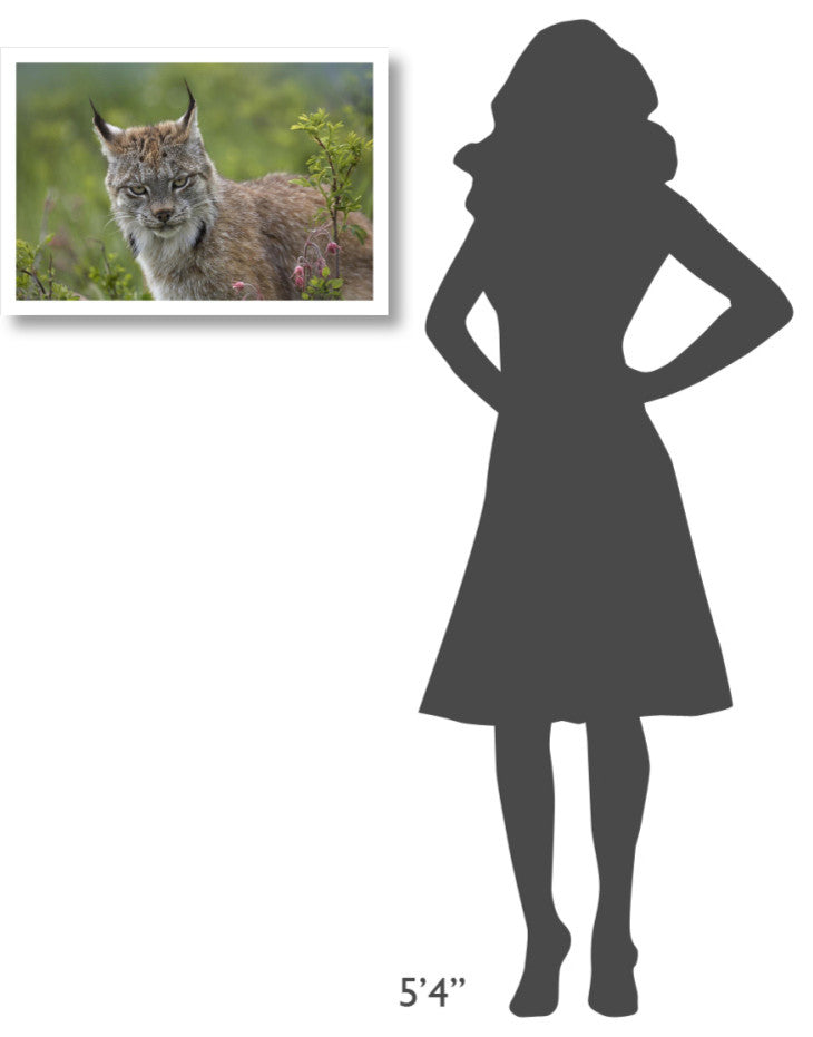 "Canada Lynx portrait, North America" Paper Print by Tim Fitzharris, 26"x18"
