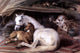 Sir Edwin Henry Landseer The Arab Tent, 18"x27" Gallery Wrapped Canvas Print