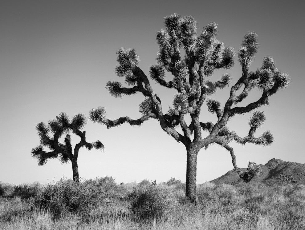 Joshua Landscape, Giclee Reproduction Artwork