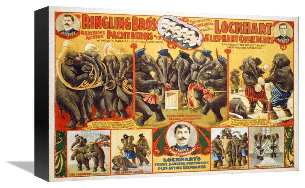 Ringling Bro's, Lockhart Elephant Comedians, 1899, 16x11