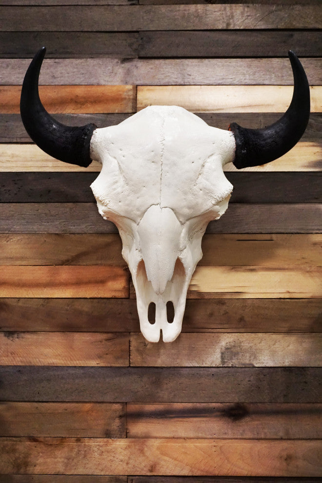 Bison European Mount