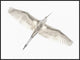 "Fly" Framed Canvas Giclee by Keren Or, 41x31"