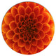 Dark Yellow Flower And Petals, Floral Disc Metal Wall Art, 11"