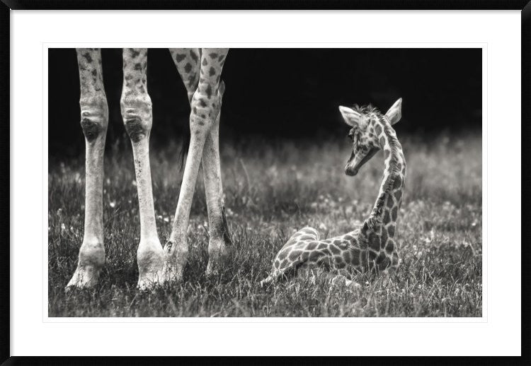 "Well Protected" Framed Digital Print by Andreas Feldtkeller, 44x30"