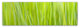 Cora Niele ''Green Grass Scape'' Canvas Art