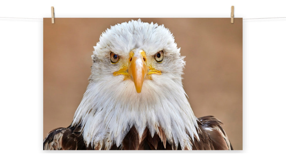 Bald Eagle Portrait Close-up 2 Loose Wall Art Print, 16" X 20"