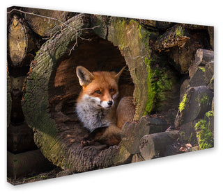 Cees van Ginkel 'Fox 2' Canvas Art, 24 x 16