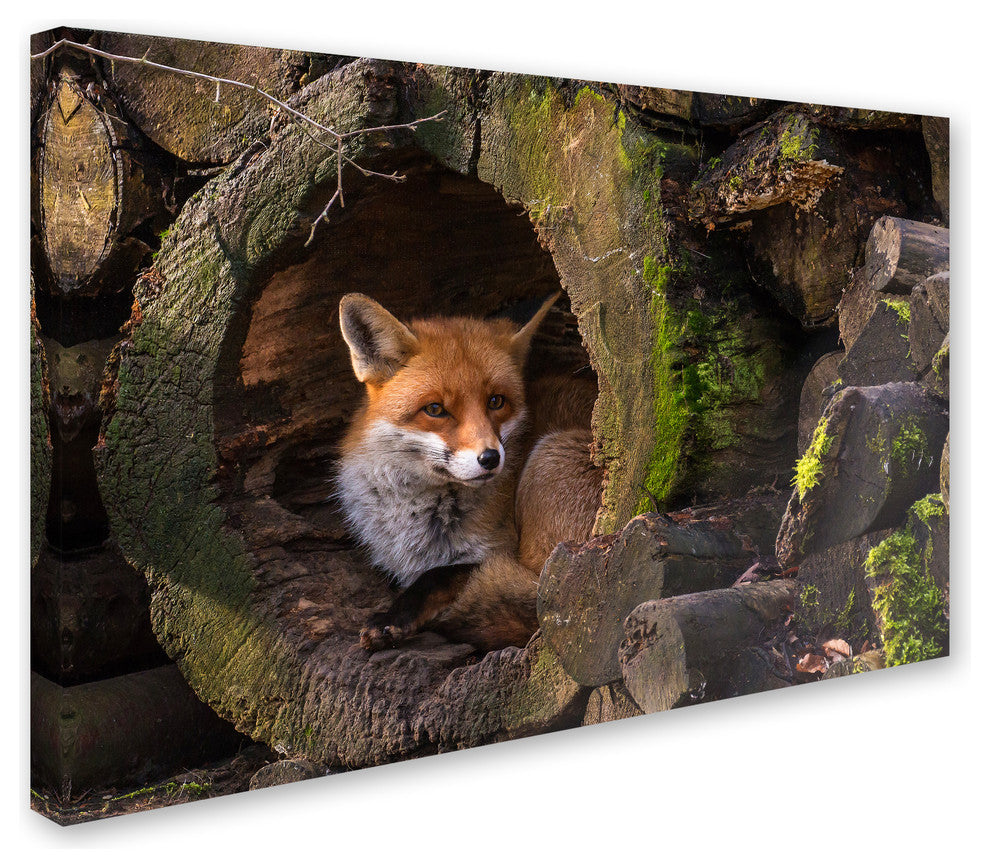 Cees van Ginkel 'Fox 2' Canvas Art, 24 x 16