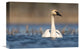 "Trumpeter Swan Swimming, Seney National Wildlife Refuge, Michigan" Artwork