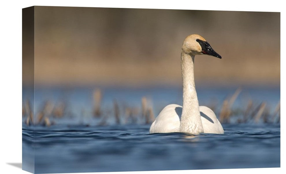 "Trumpeter Swan Swimming, Seney National Wildlife Refuge, Michigan" Artwork