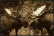 Alaska Moose Males Confronting Each Other In The Fall, Alaska, Sepia, 36"x24"