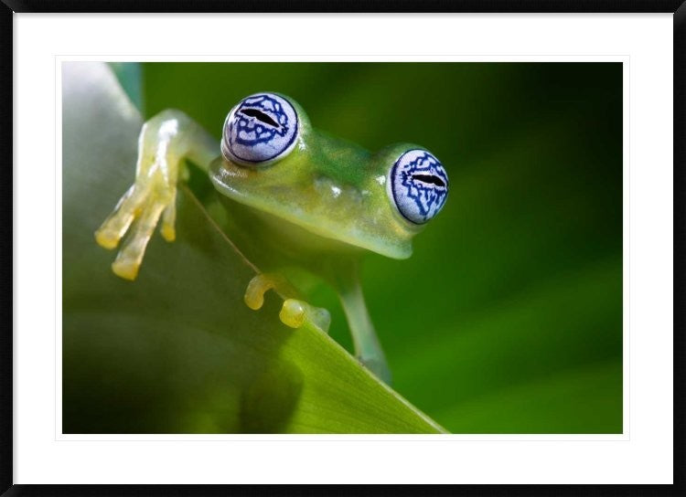 "Im a bit shy" Framed Digital Print by Ghizzi Panizza Alberto, 44x32"