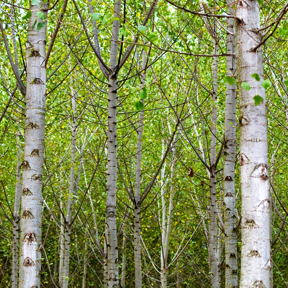 "Into the Woods, Eight" Paper, 48"x24"