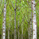 "Into the Woods, Eight" Paper, 48"x24"