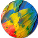 Scarlet Macaw Feathers, Photography Large Disc Metal Wall Art, 38"
