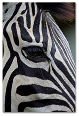 "Zebras" by Robert Harding Picture Library, Canvas Art, 30"x47"