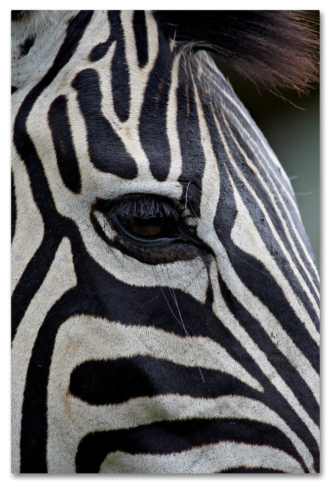 "Zebras" by Robert Harding Picture Library, Canvas Art, 30"x47"