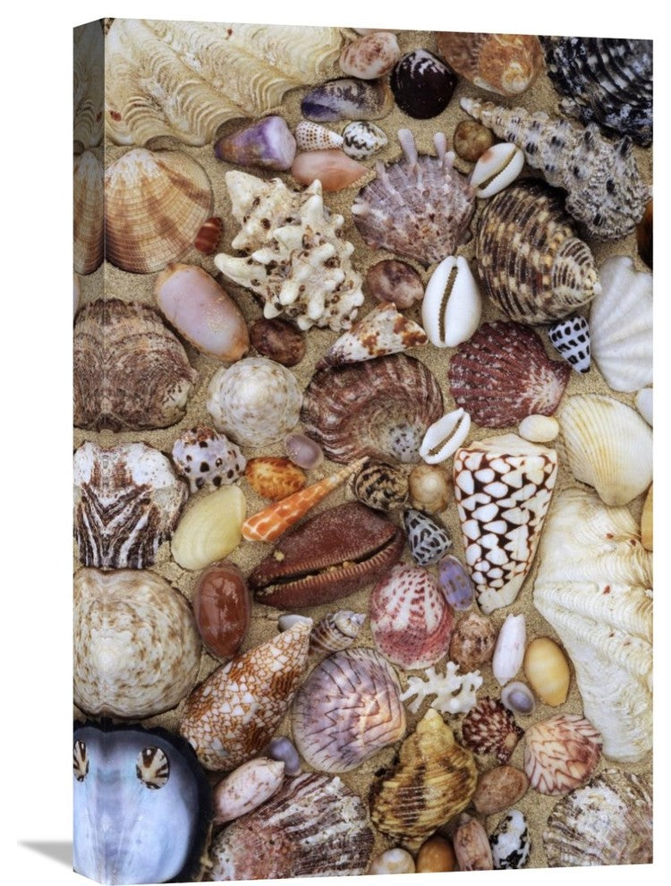"Various Conch, Cowry, Clam And Other Marine Shells" Artwork, 16" x 24"