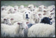 "In Disguise" Framed Canvas Giclee by Adrian Popan, 25x17"