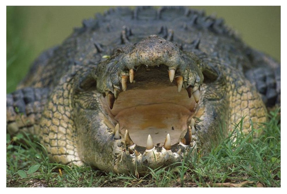 "Saltwater/Estuarine Crocodile, open mouth, Australia" Paper Art, 50"x34"