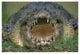 "Saltwater/Estuarine Crocodile, open mouth, Australia" Paper Art, 50"x34"