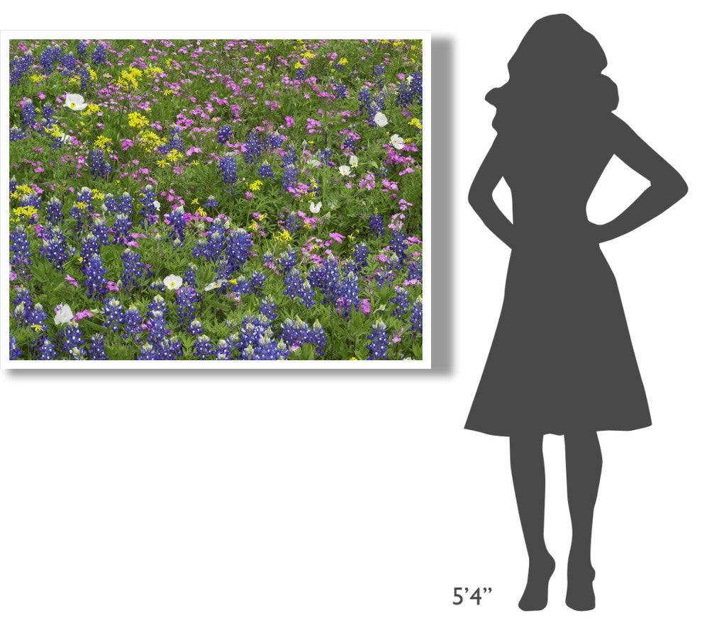 "Sand Bluebonnet flowers, Hill Country, Texas" Print by Tim Fitzharris, 50"x38"
