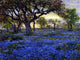 Julian Onderdonk Old Live Oak Tree and Bluebonnets Wall Decal