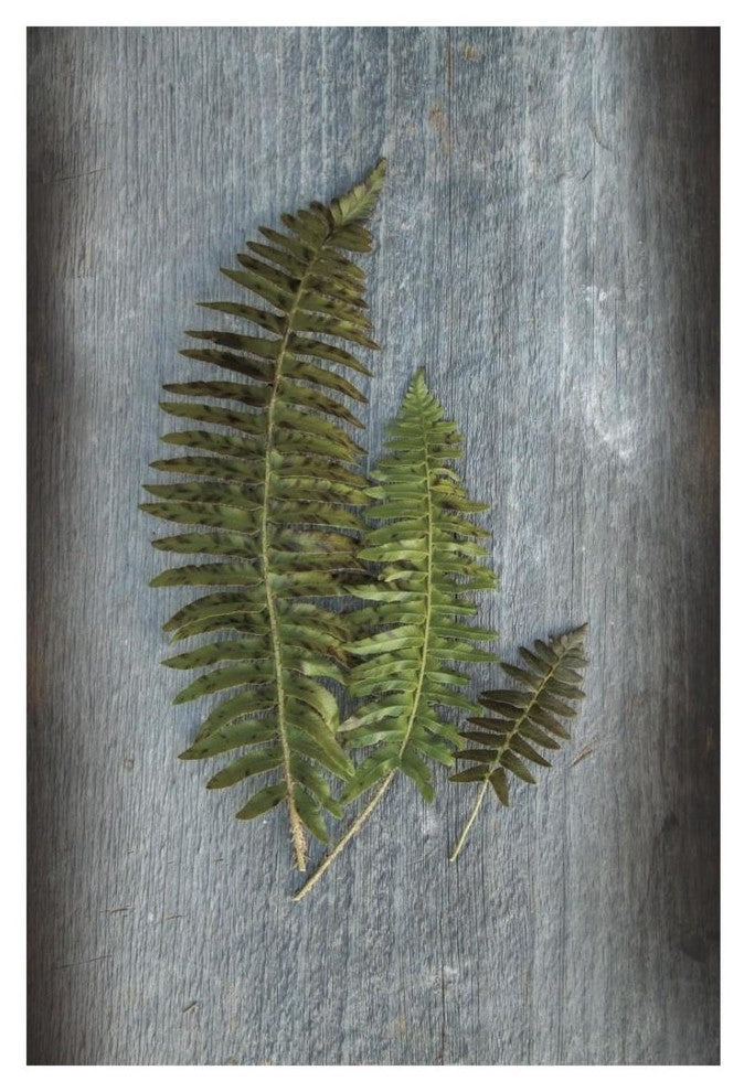 "Woodland Fern VI" Digital Paper Print by Sue Schlabach, 18"x26"