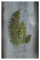 "Woodland Fern VI" Digital Paper Print by Sue Schlabach, 18"x26"