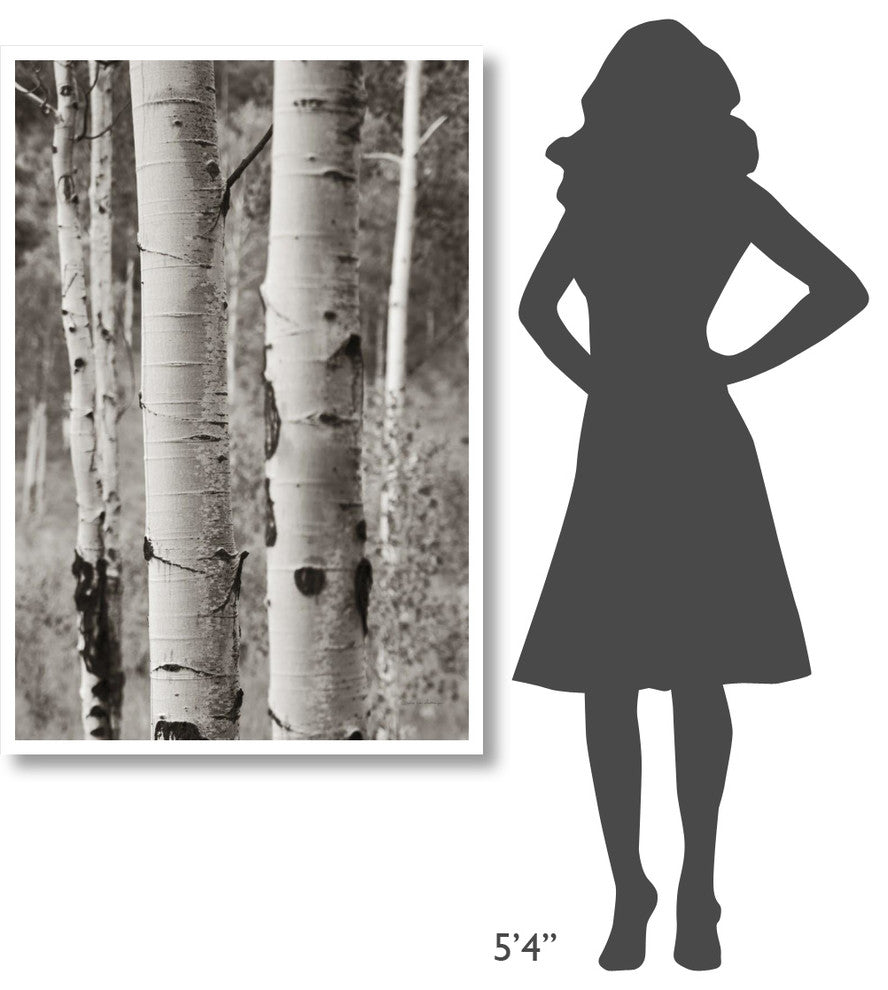 "Aspens II" Digital Paper Print by Debra Van Swearingen, 34"x50"