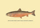 The Sunapee Trout - Framed Paper Poster 20" x 30"