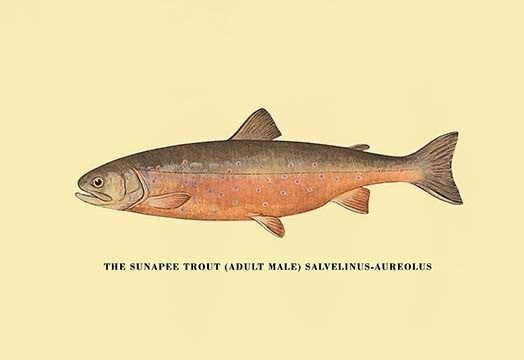 The Sunapee Trout - Framed Paper Poster 20" x 30"