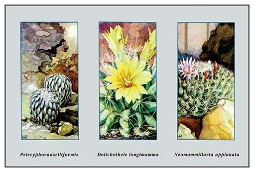 Pelecyphora Aselliformis- Gallery Wrapped Canvas Art 28" x 42"