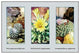 Pelecyphora Aselliformis- Gallery Wrapped Canvas Art 28" x 42"
