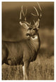 "Mule Deer male in dry grass, North America - Sepia" Paper Art, 34"x50"