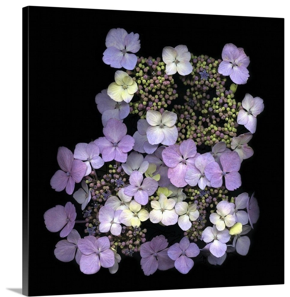 "Hydrangea" Wrapped Canvas Art Print, 20"x20"x1.5"